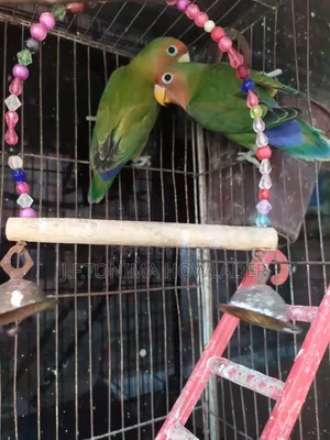 Lovebirds