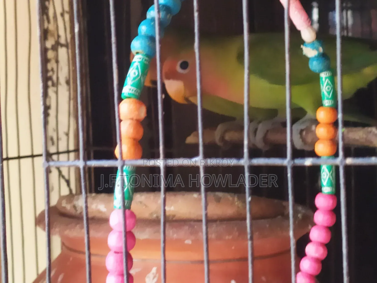 Lovebirds