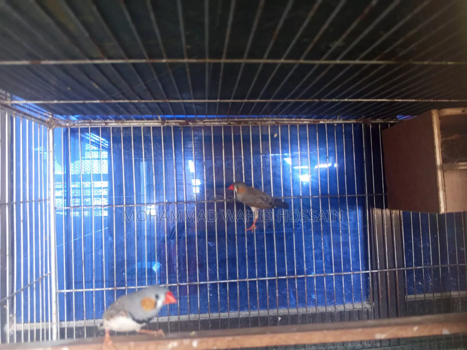 Finch Bird