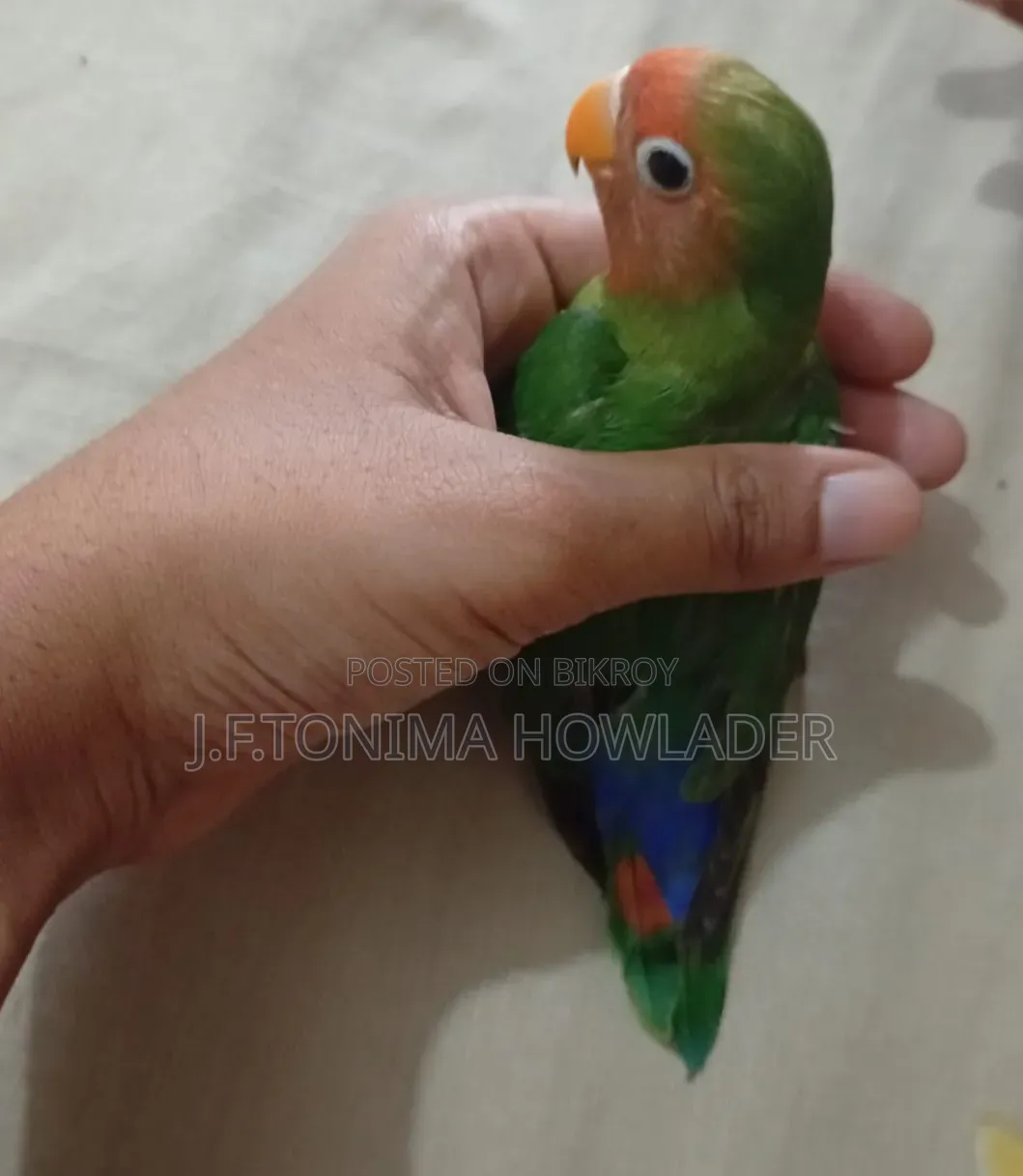 Love Birds