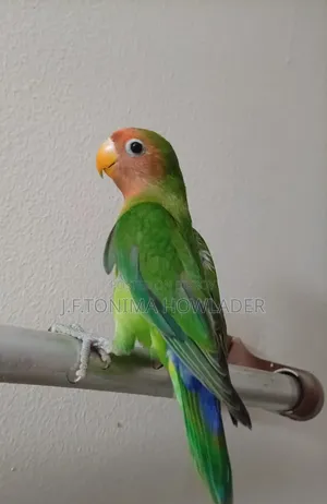 Love Birds