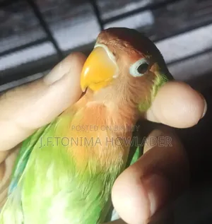 Love Birds