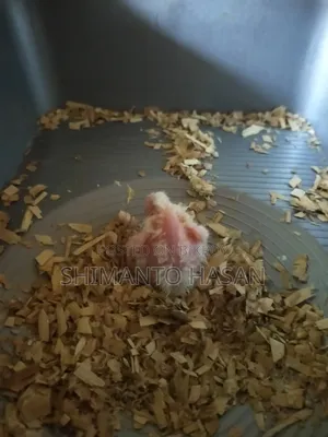 ককটেল পাখির ৭ দিনের বাচ্চা সেল হবে
