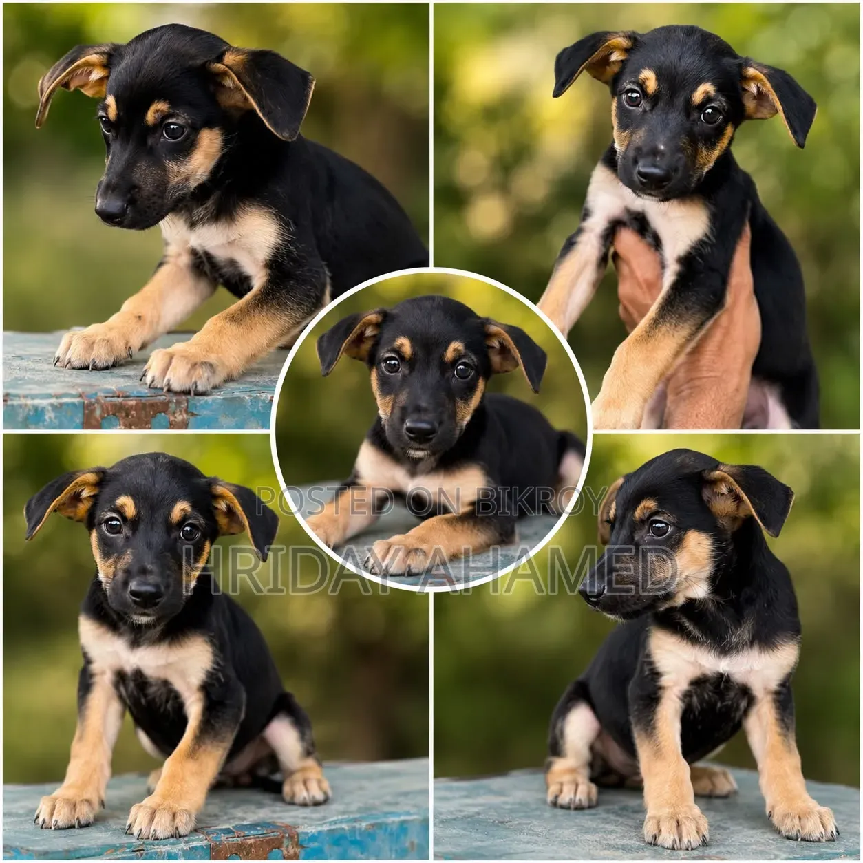 1-3 Months Female Purebred Doberman Pinscher