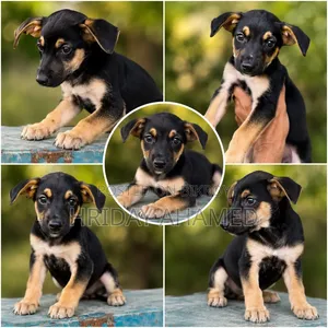 1-3 Months Female Purebred Doberman Pinscher