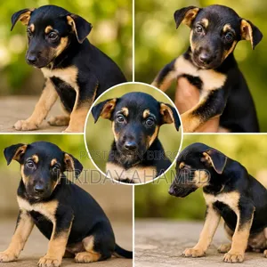 1-3 Months Female Purebred Doberman Pinscher