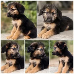 1-3 Months Female Purebred Doberman Pinscher