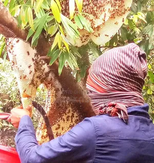 Pure Honey / Khati Modhu