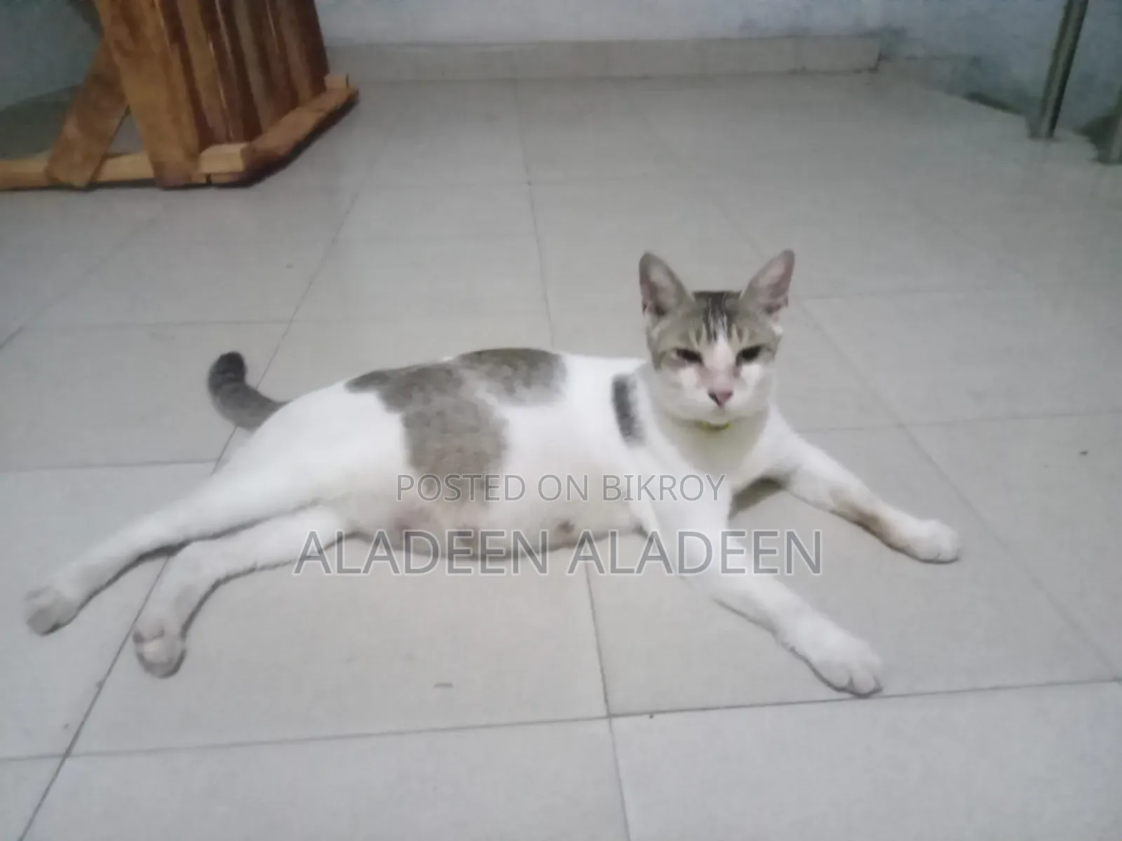 1+ Year Female Purebred Tabby