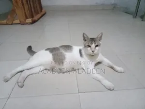 1+ Year Female Purebred Tabby