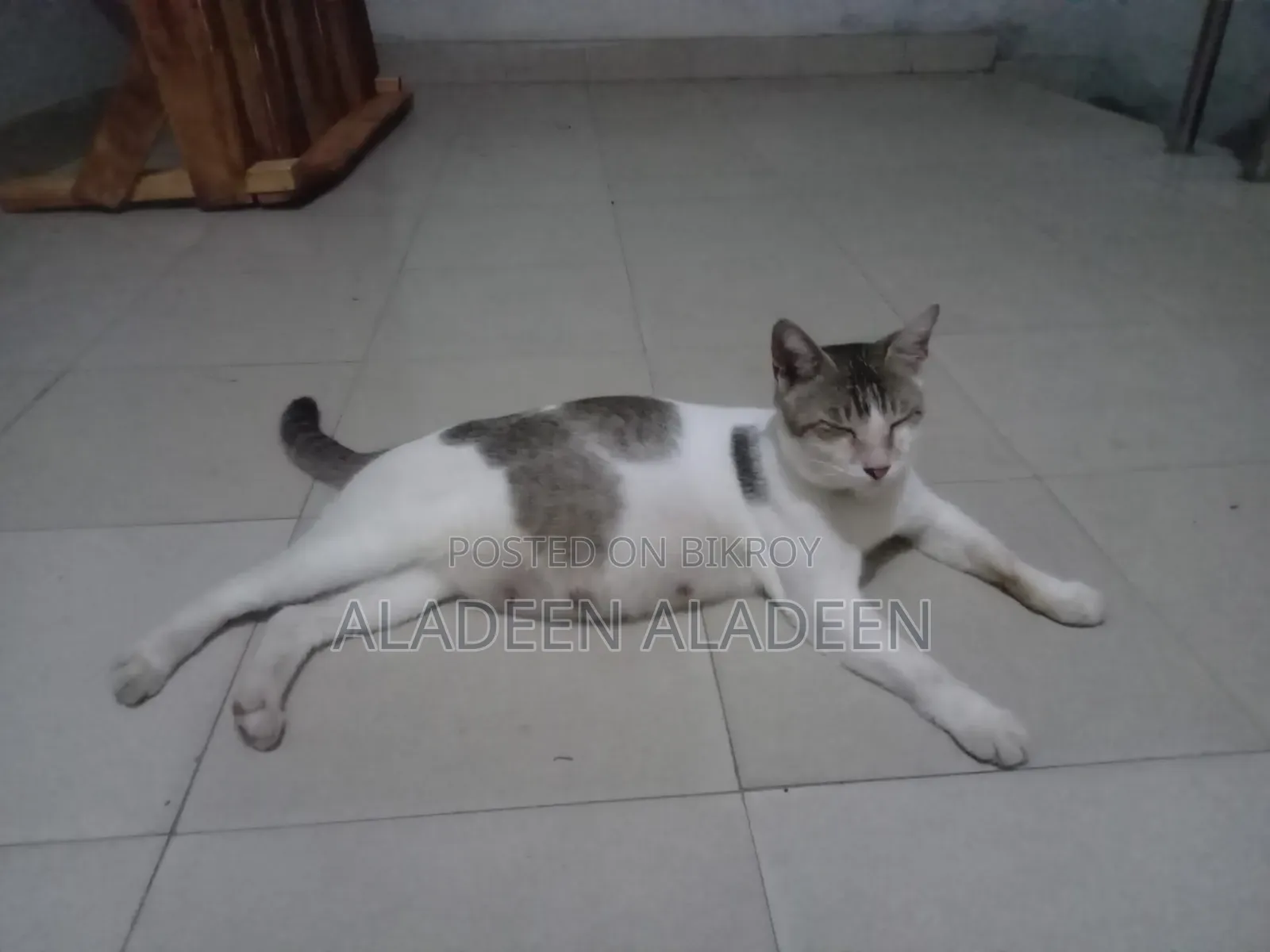 1+ Year Female Purebred Tabby