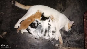 0-1 Month Female Mixed Breed Manx