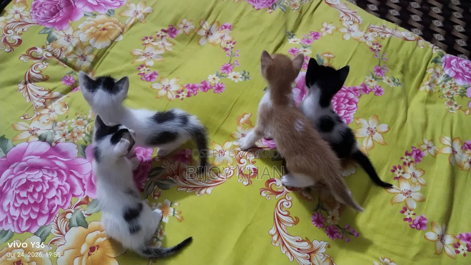 0-1 Month Female Mixed Breed Manx