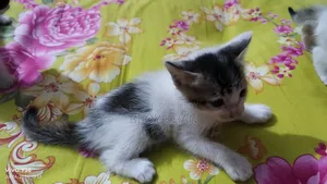 0-1 Month Female Mixed Breed Manx
