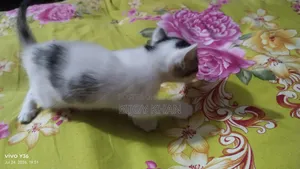 0-1 Month Female Mixed Breed Manx
