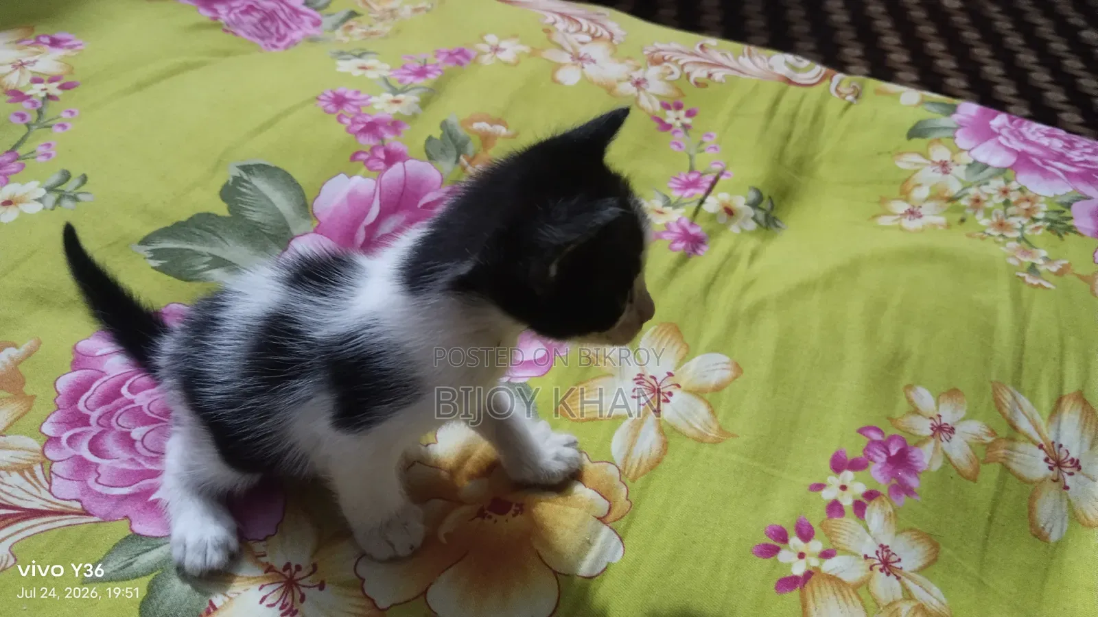 0-1 Month Female Mixed Breed Manx