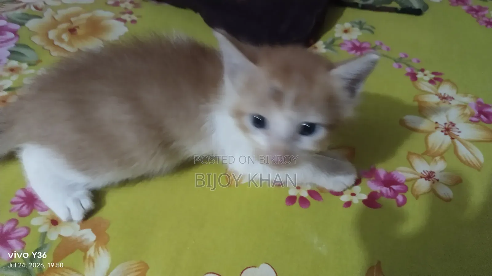 0-1 Month Female Mixed Breed Manx