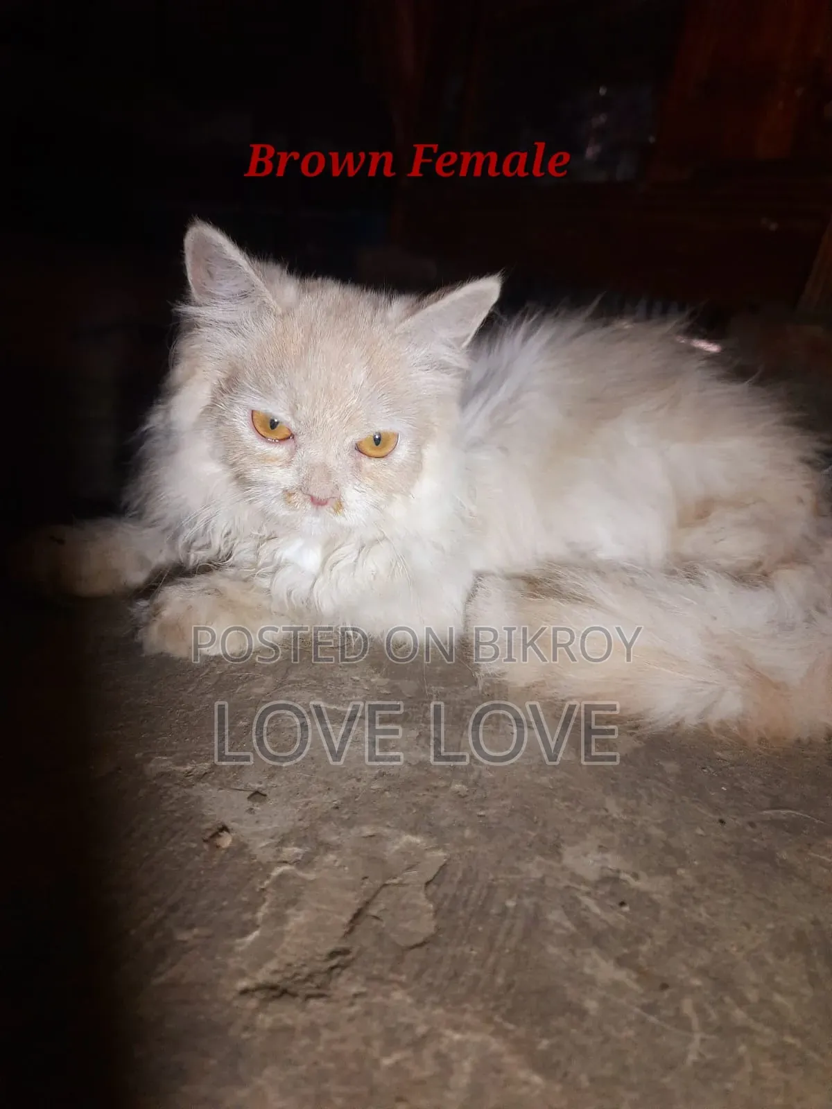 3-6 Months Female Purebred Persian