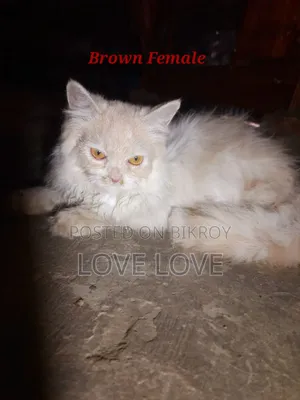 3-6 Months Female Purebred Persian