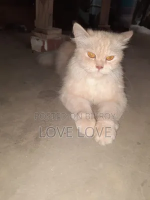 3-6 Months Female Purebred Persian