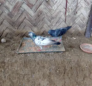 কবুতর/Pigeon