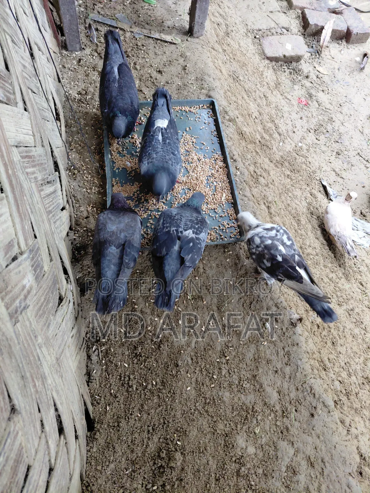 কবুতর/Pigeon