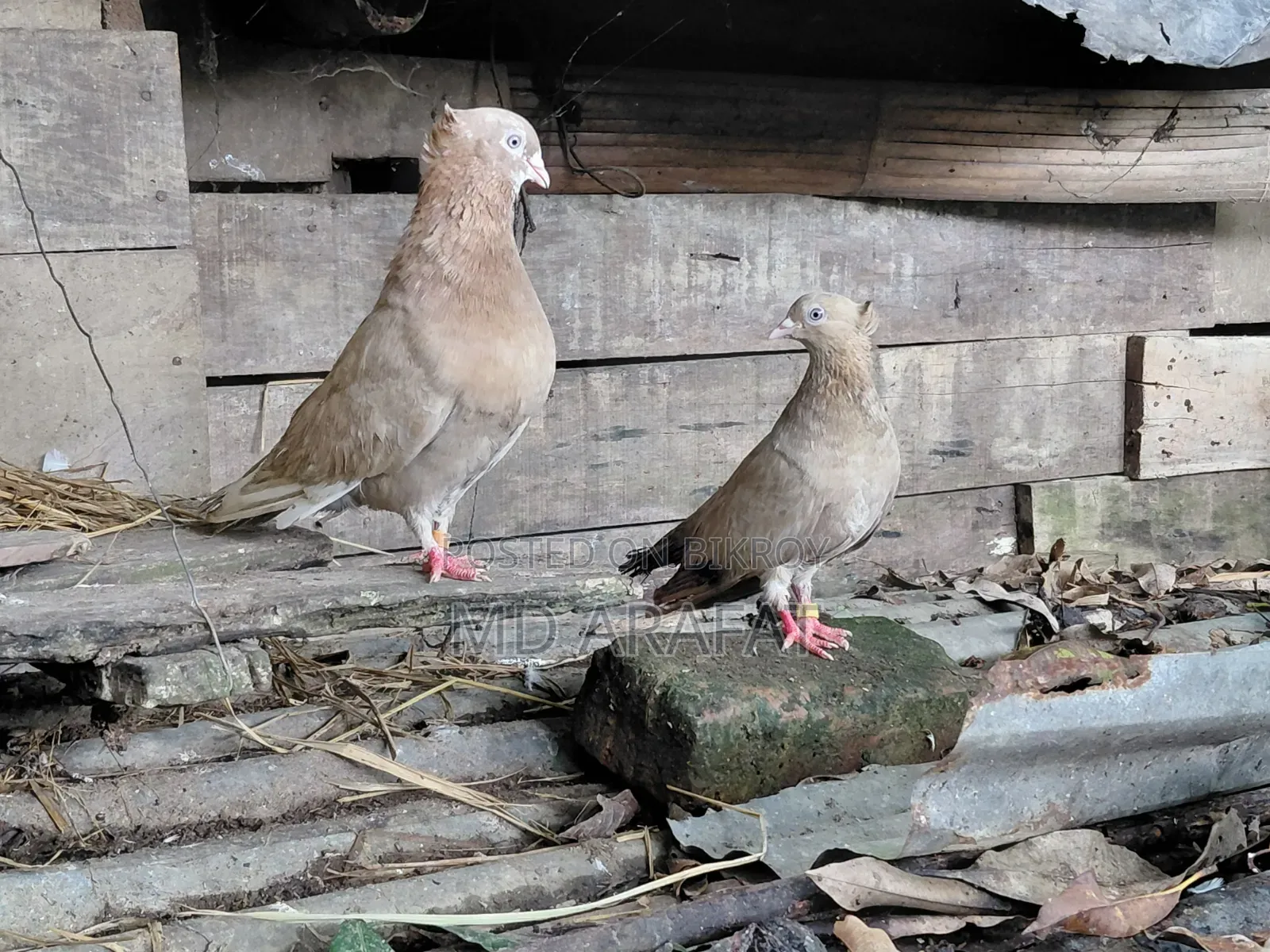 কবুতর/Pigeon