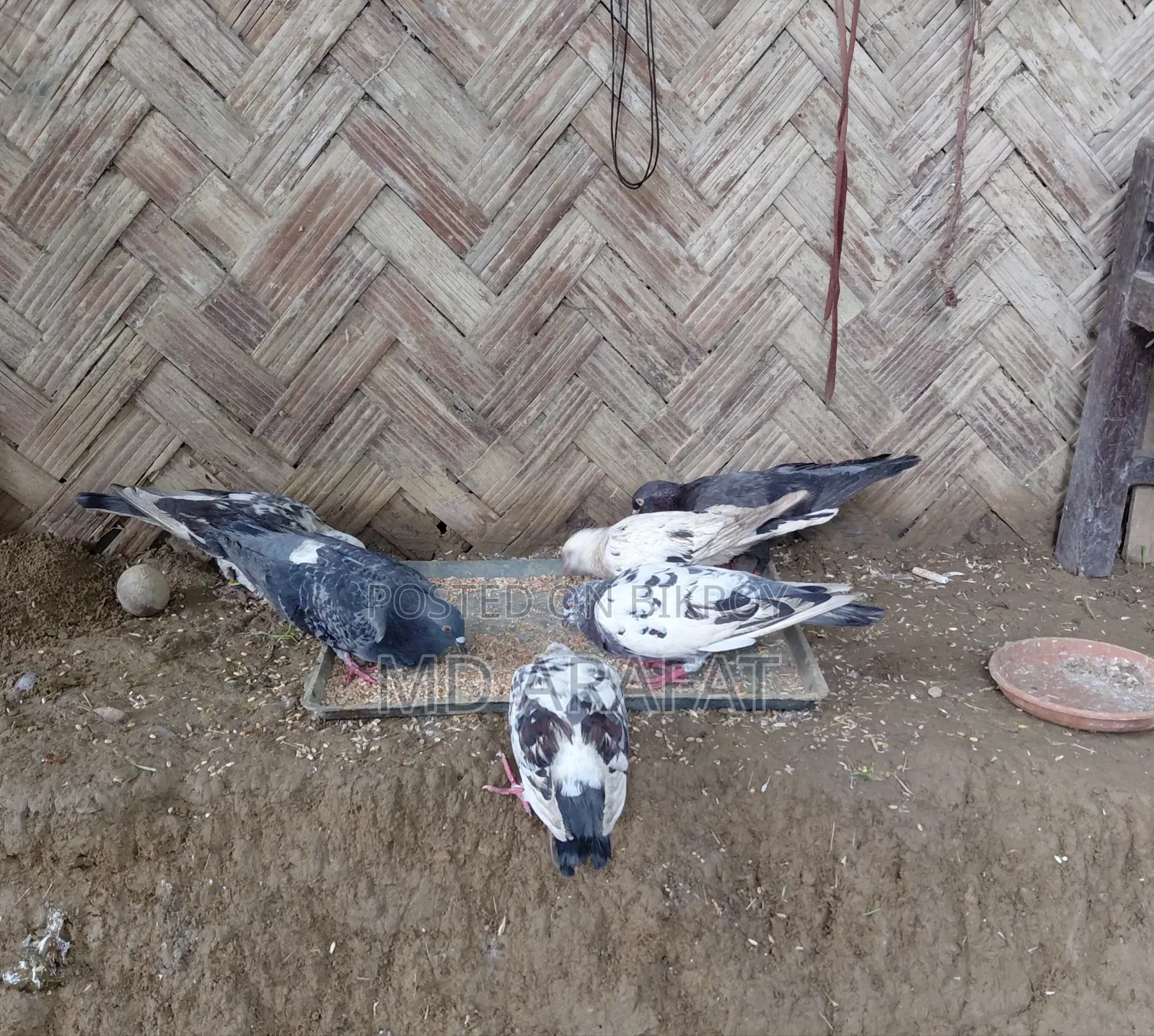 কবুতর/Pigeon