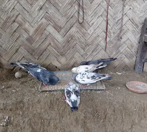 কবুতর/Pigeon