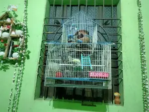 পাখির খাঁচা