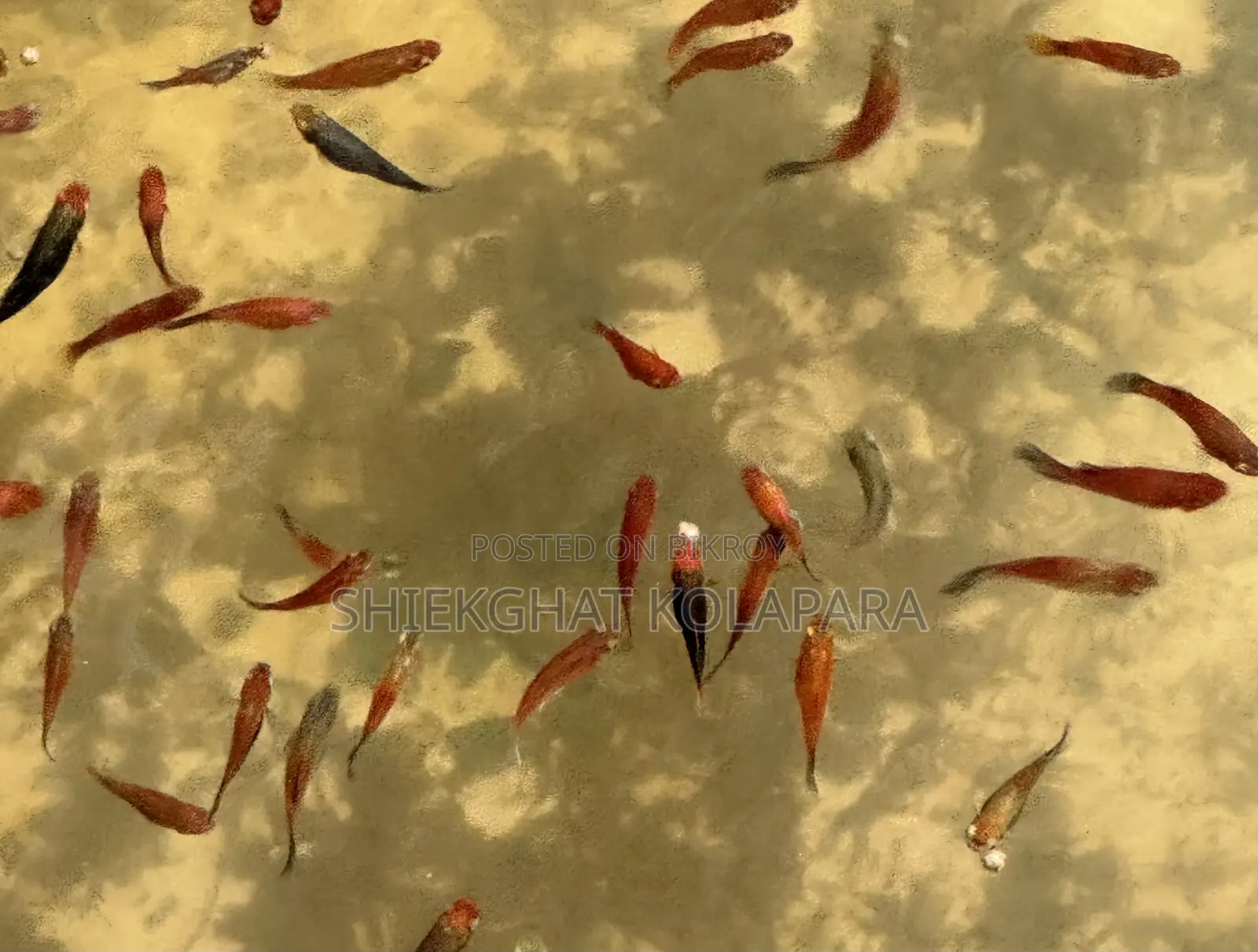 প্লাটি ফিশ অ্যাকুরিয়াম ফিশ