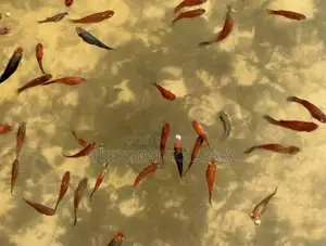 প্লাটি ফিশ অ্যাকুরিয়াম ফিশ