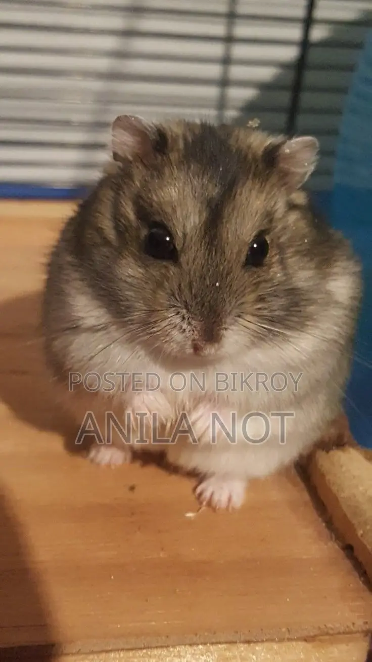 Cute Winter White Hamster - Male for Sale
