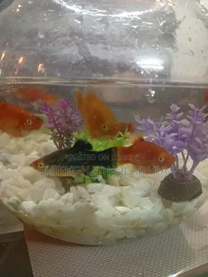 প্লাটি ফিশ অ্যাকুরিয়াম ফিশ