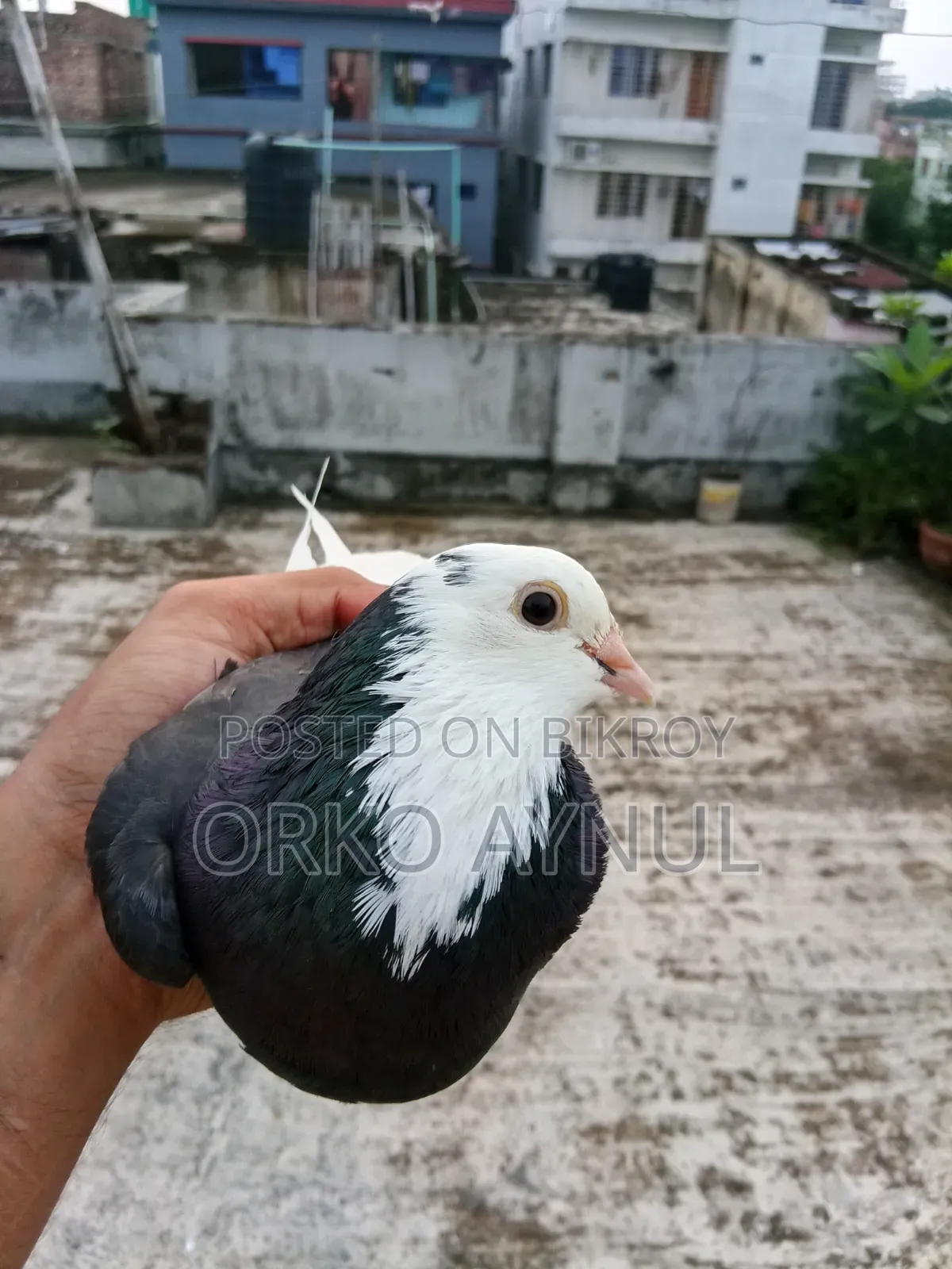 Gorra Pigeon