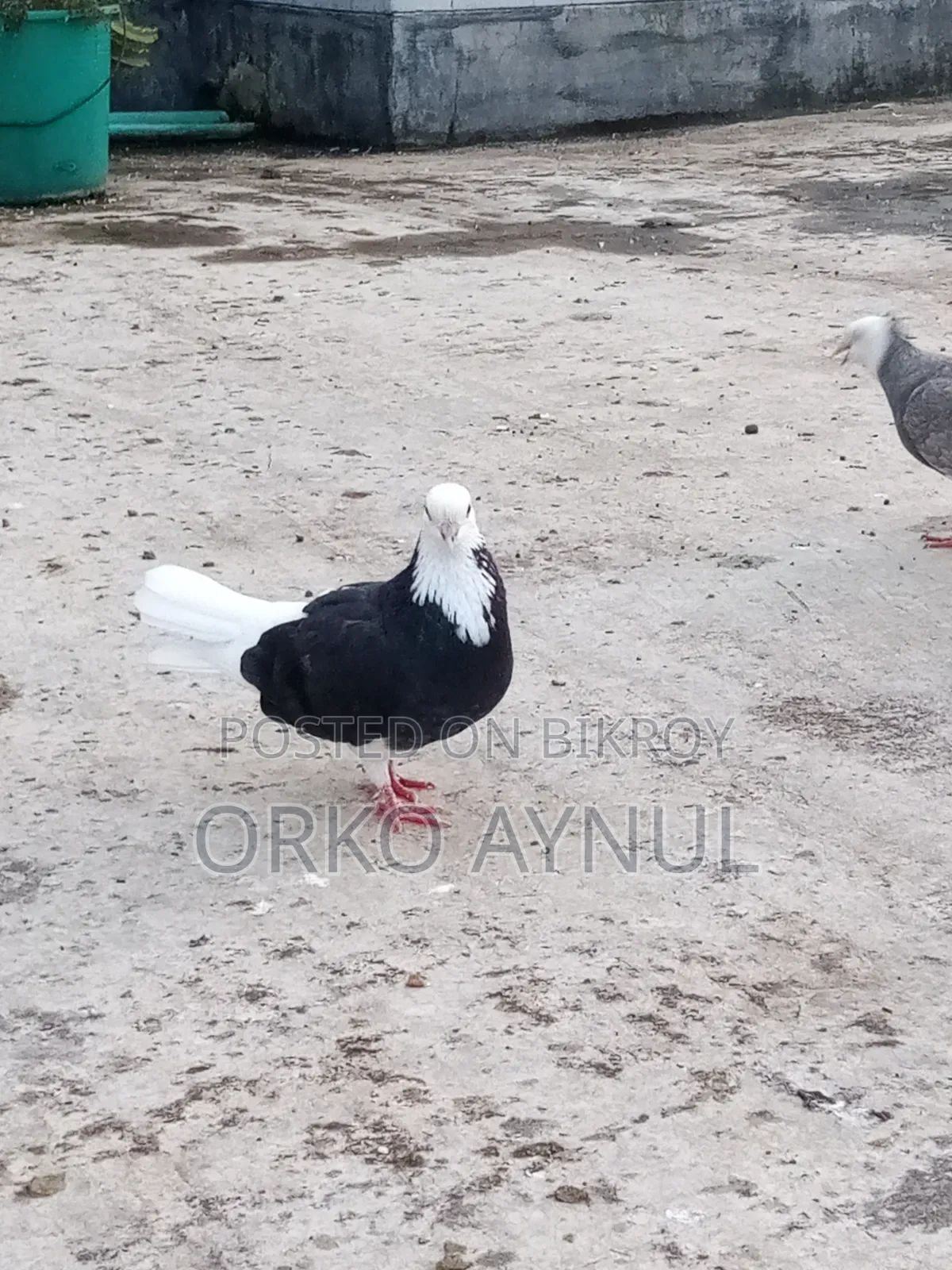 Gorra Pigeon