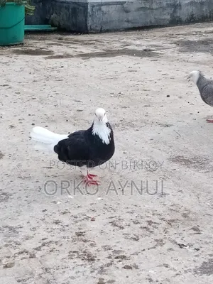 Gorra Pigeon
