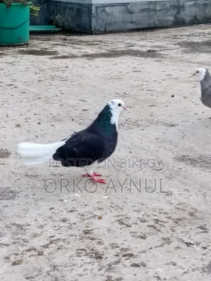 Gorra Pigeon