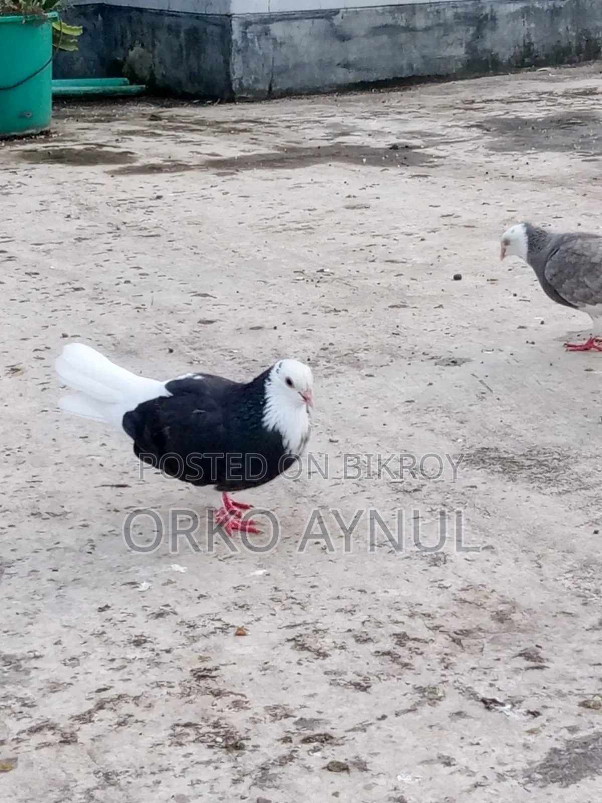 Gorra Pigeon