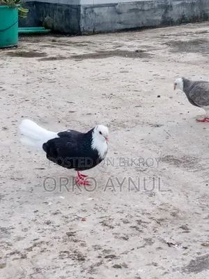 Gorra Pigeon