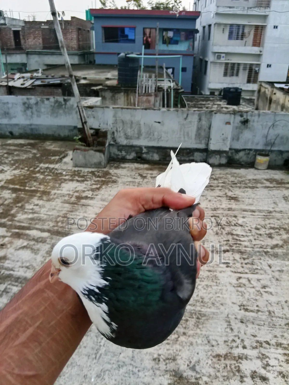 Gorra Pigeon
