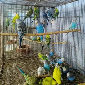 বাজরিগার পাখি