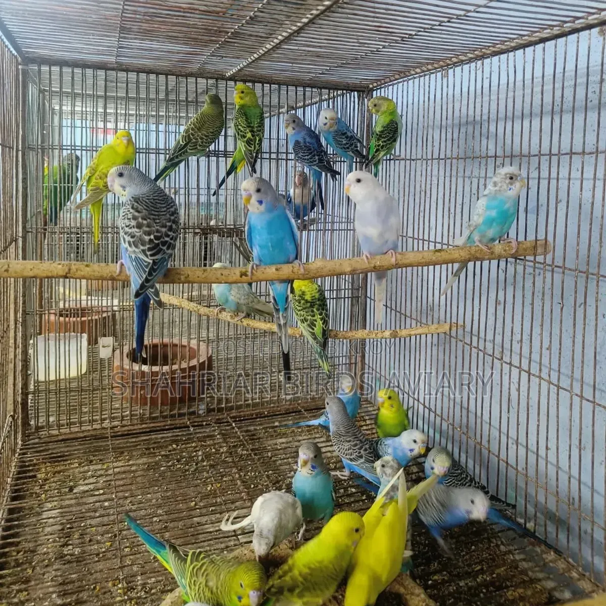 বাজরিগার পাখি