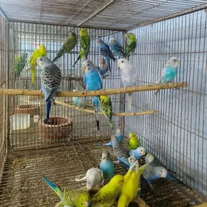 বাজরিগার পাখি
