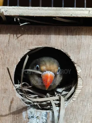 Pearlblue Love Bird Female