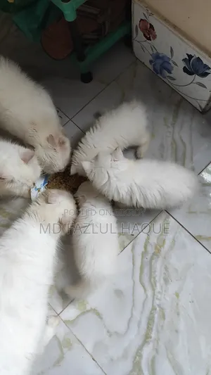 1-3 Months Female Purebred Persian
