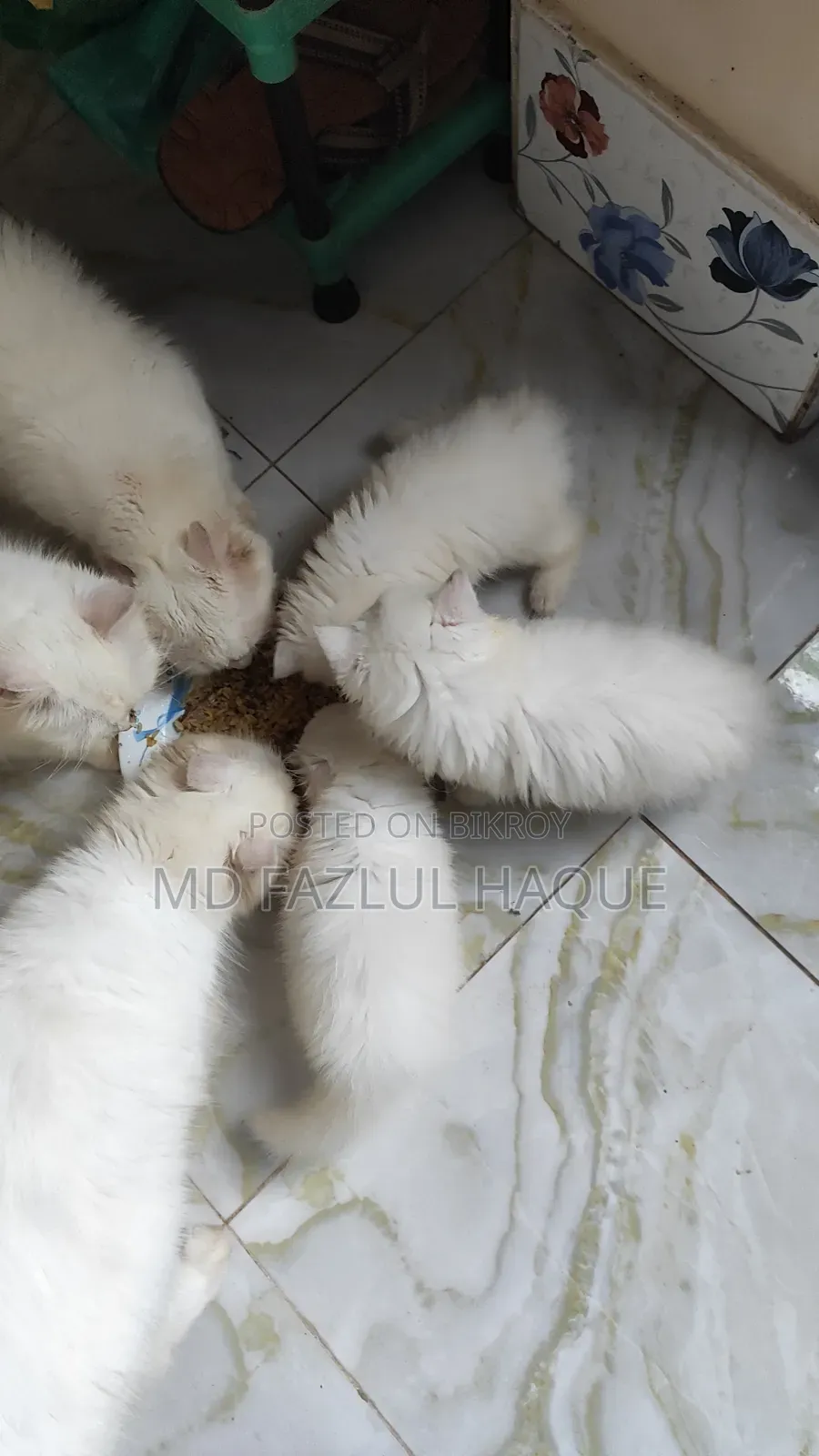 1-3 Months Female Purebred Persian
