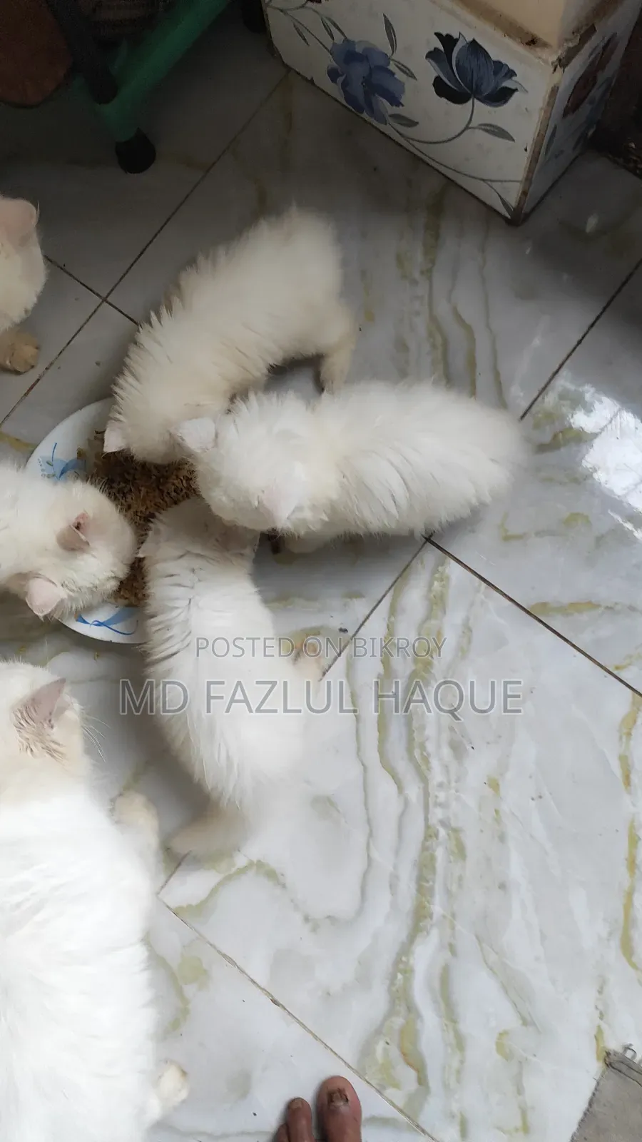 1-3 Months Female Purebred Persian