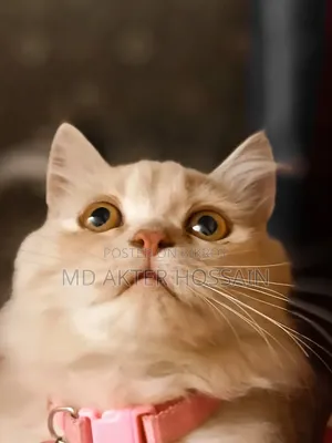 6-12 Months Female Purebred Persian