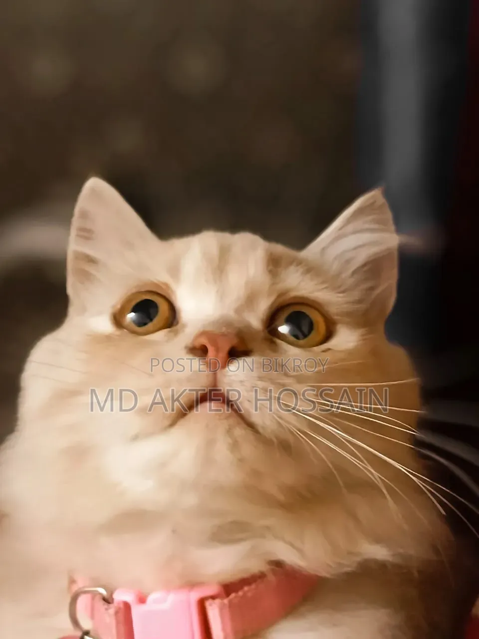6-12 Months Female Purebred Persian